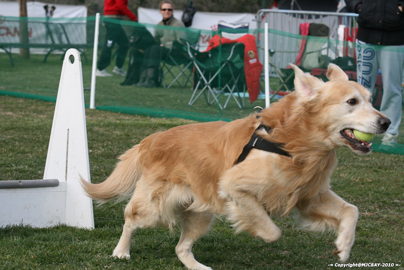 Flyball-NARCASTET-13-03-2010-00198