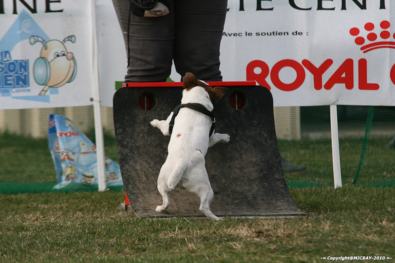 Flyball-NARCASTET-13-03-2010-00199