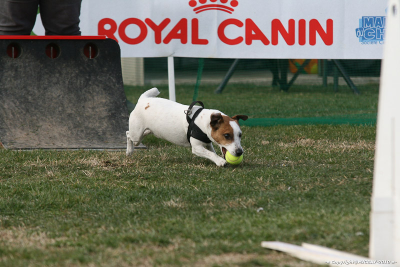 Flyball-NARCASTET-13-03-2010-00200