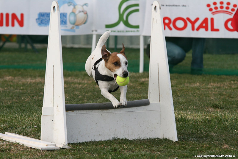Flyball-NARCASTET-13-03-2010-00201