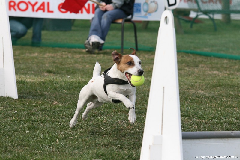 Flyball-NARCASTET-13-03-2010-00202