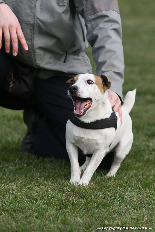 Flyball-NARCASTET-13-03-2010-00203