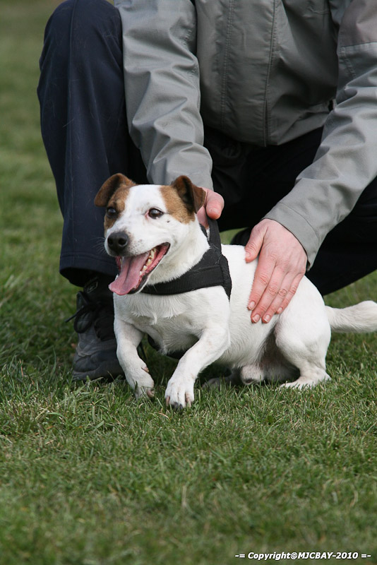 Flyball-NARCASTET-13-03-2010-00205