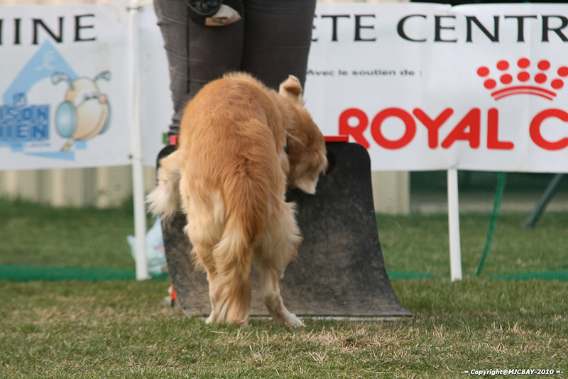 Flyball-NARCASTET-13-03-2010-00207