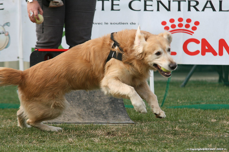 Flyball-NARCASTET-13-03-2010-00208