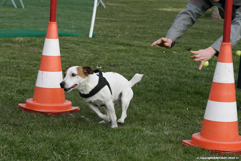 Flyball-NARCASTET-13-03-2010-00211