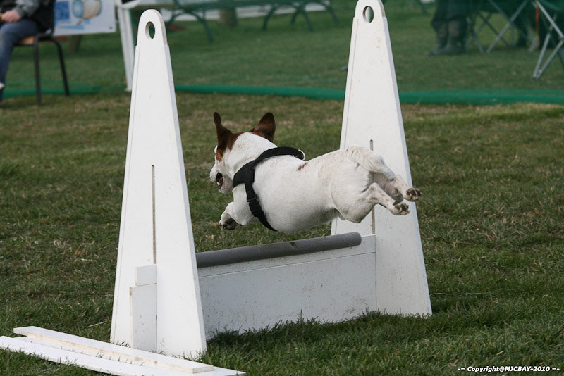 Flyball-NARCASTET-13-03-2010-00212