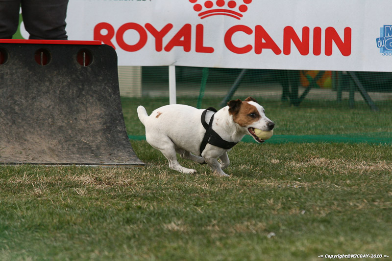 Flyball-NARCASTET-13-03-2010-00213