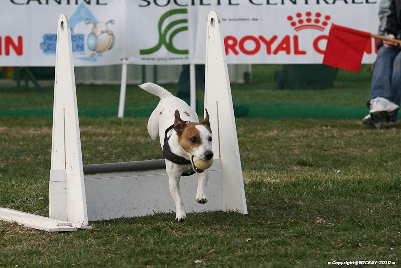 Flyball-NARCASTET-13-03-2010-00214