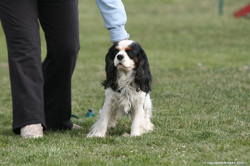 Flyball-NARCASTET-13-03-2010-00216