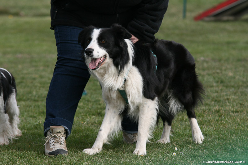 Flyball-NARCASTET-13-03-2010-00217