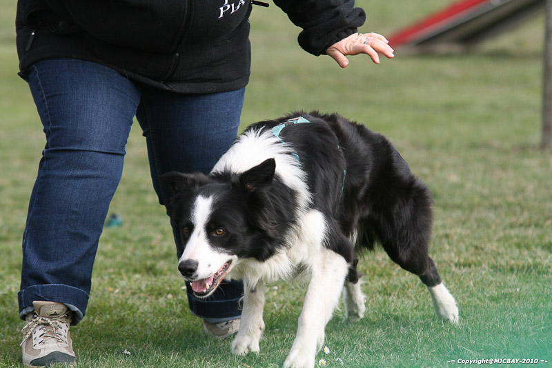 Flyball-NARCASTET-13-03-2010-00218