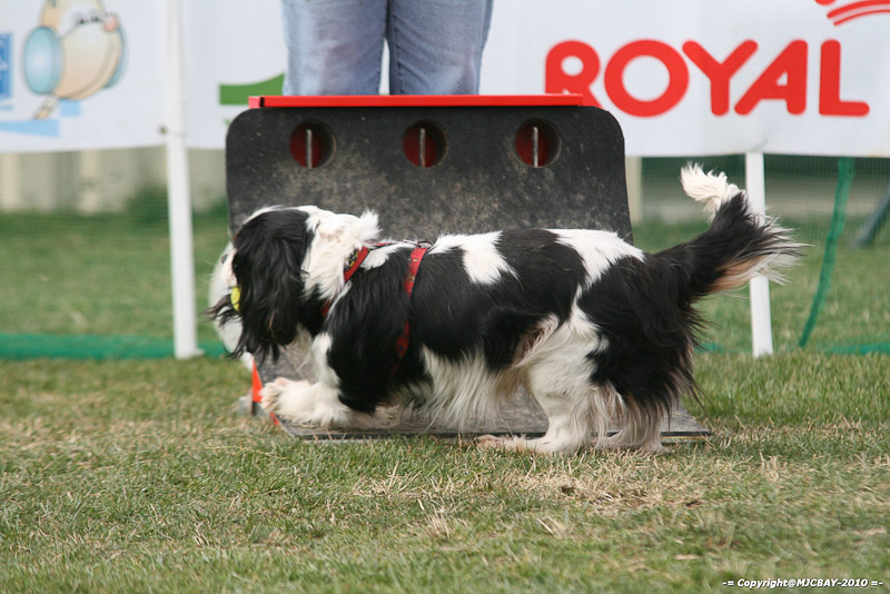 Flyball-NARCASTET-13-03-2010-00219