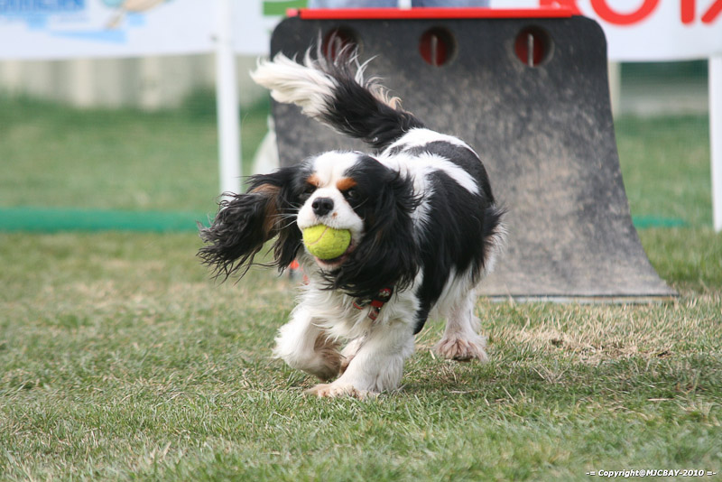 Flyball-NARCASTET-13-03-2010-00220