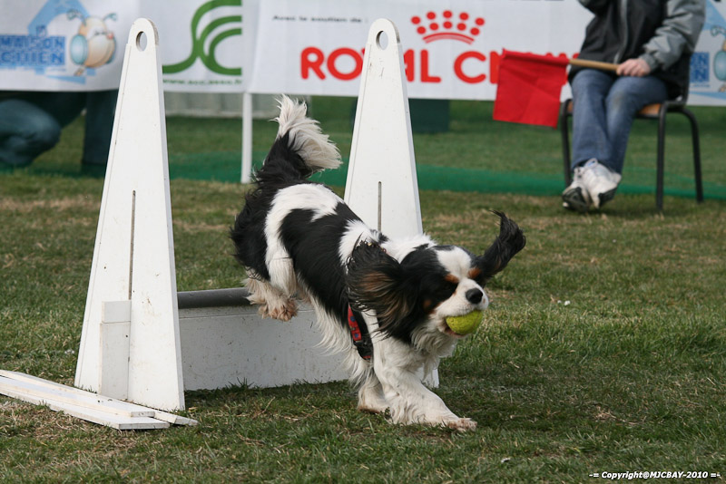 Flyball-NARCASTET-13-03-2010-00221