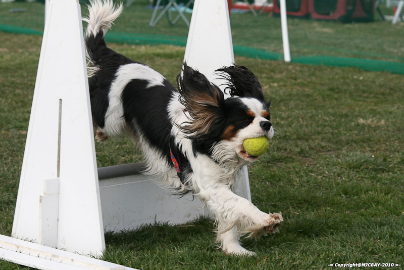 Flyball-NARCASTET-13-03-2010-00222