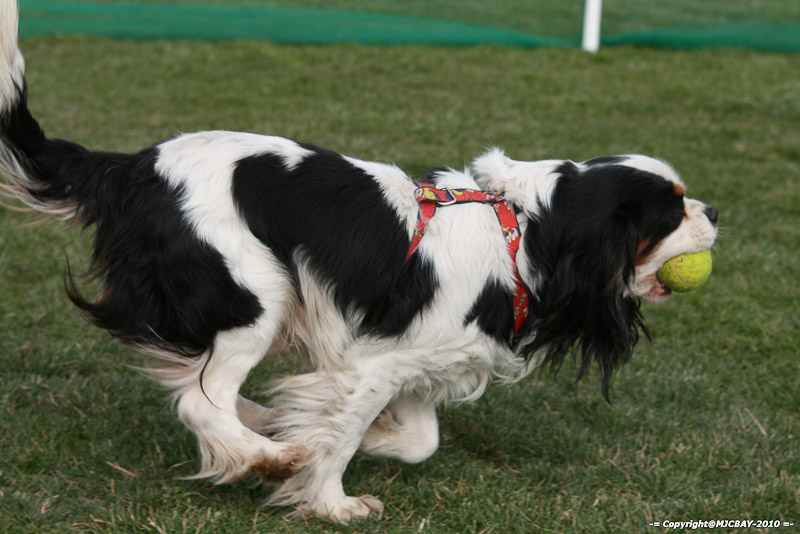 Flyball-NARCASTET-13-03-2010-00223