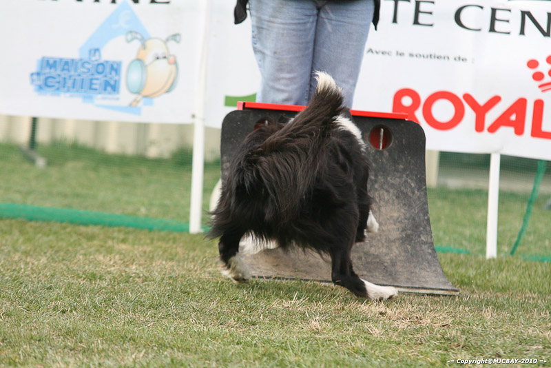 Flyball-NARCASTET-13-03-2010-00225