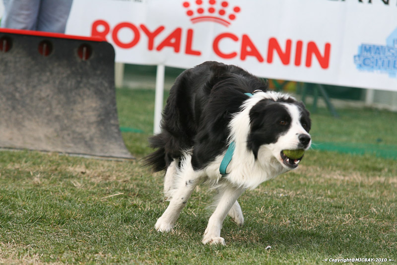 Flyball-NARCASTET-13-03-2010-00226