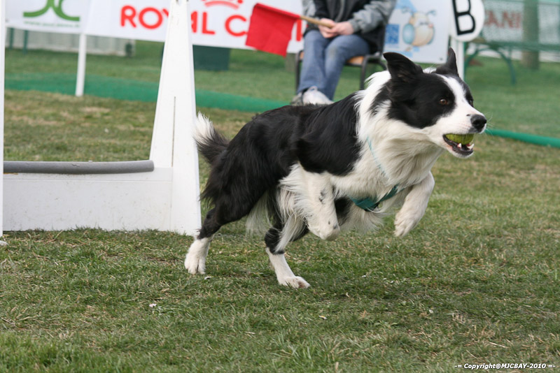 Flyball-NARCASTET-13-03-2010-00227