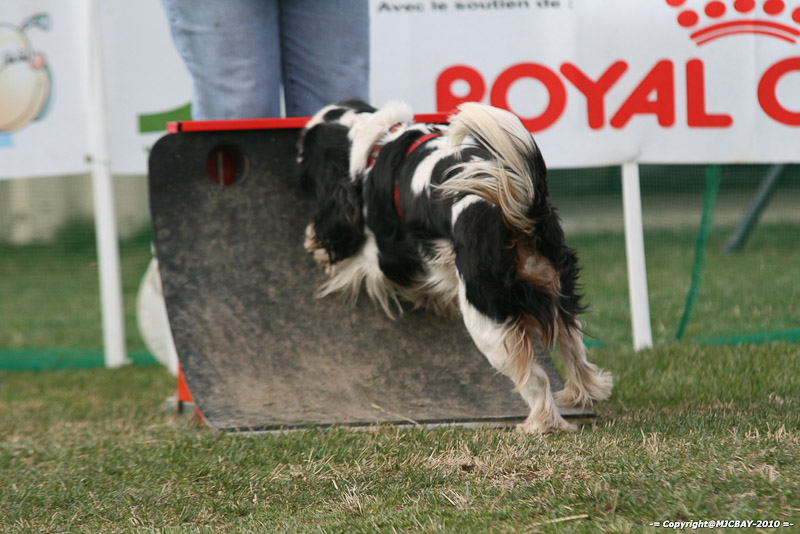 Flyball-NARCASTET-13-03-2010-00228
