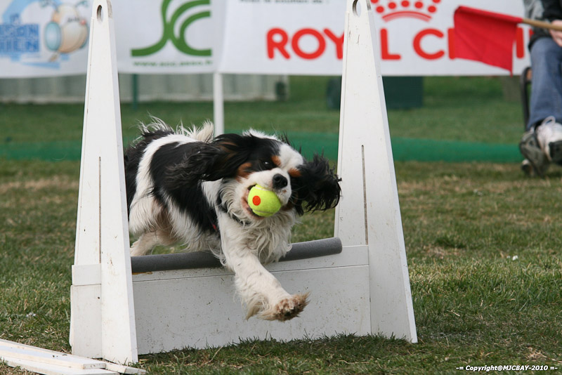 Flyball-NARCASTET-13-03-2010-00229