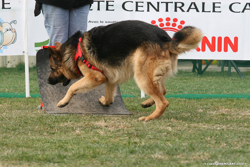 Flyball-NARCASTET-13-03-2010-00235