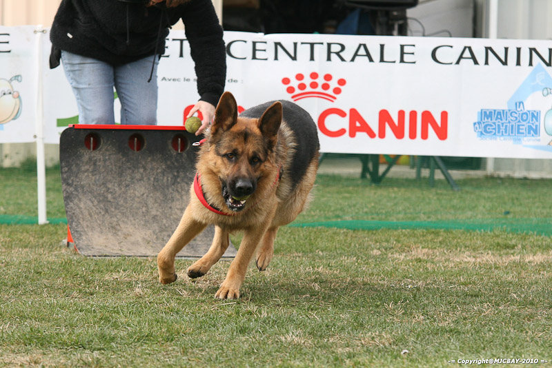 Flyball-NARCASTET-13-03-2010-00236