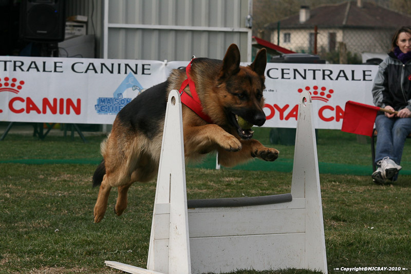 Flyball-NARCASTET-13-03-2010-00237