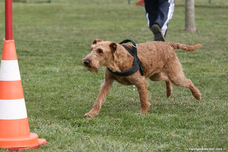 Flyball-NARCASTET-13-03-2010-00238