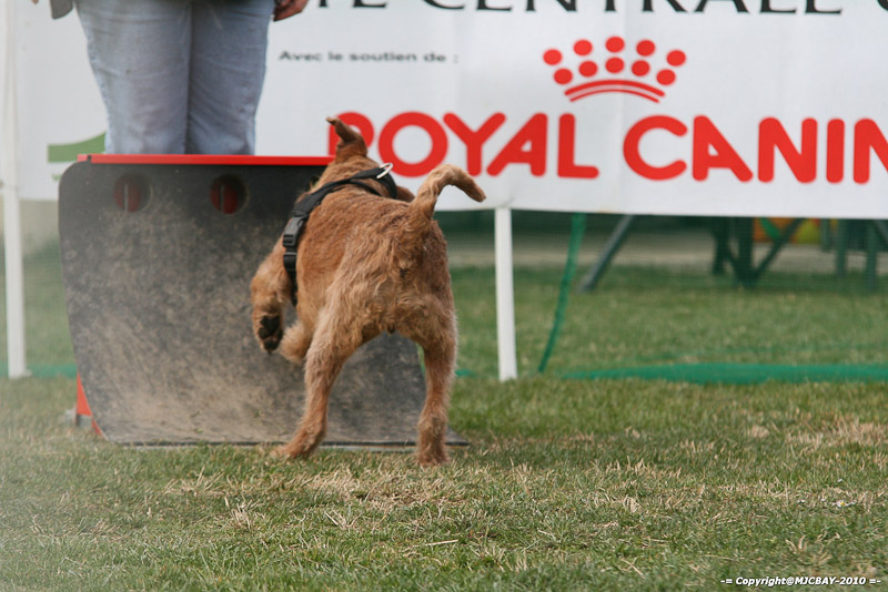 Flyball-NARCASTET-13-03-2010-00239