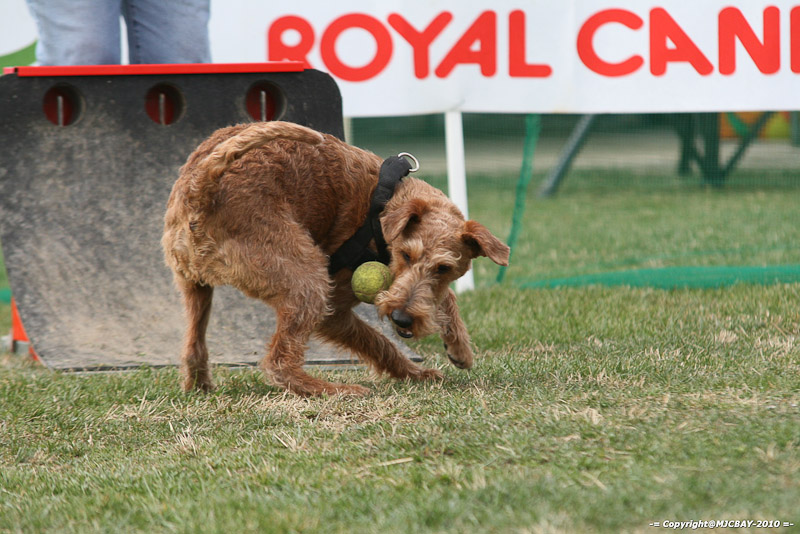 Flyball-NARCASTET-13-03-2010-00240