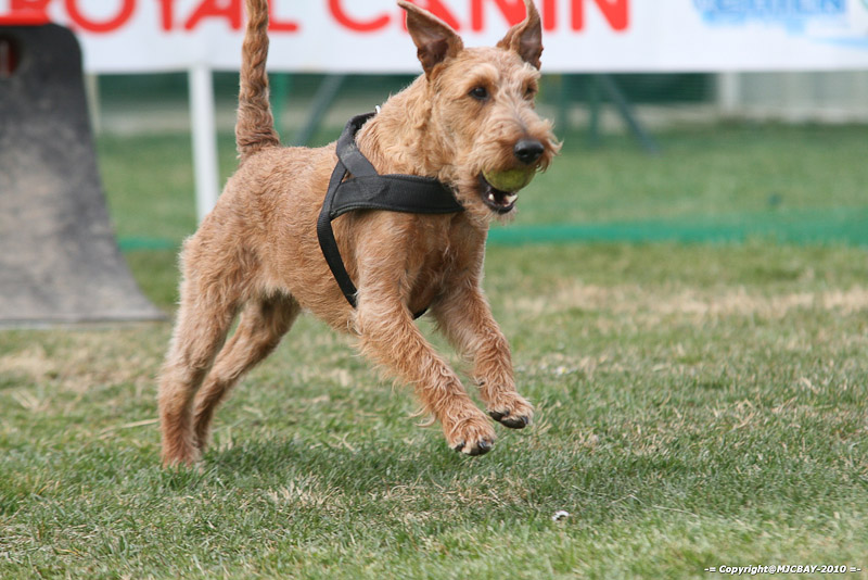 Flyball-NARCASTET-13-03-2010-00241