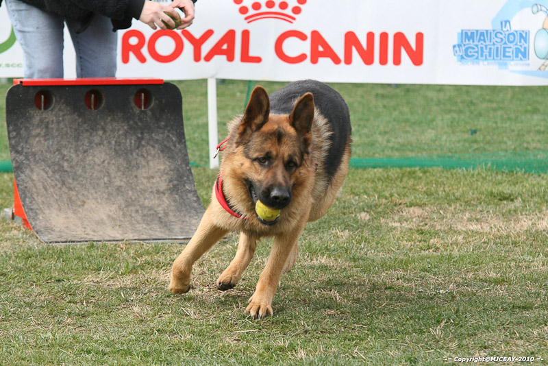 Flyball-NARCASTET-13-03-2010-00242