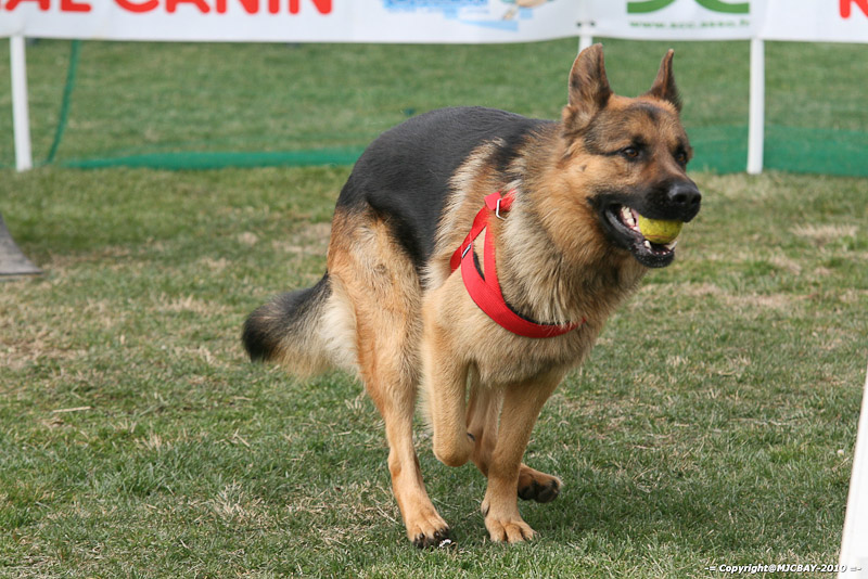 Flyball-NARCASTET-13-03-2010-00243