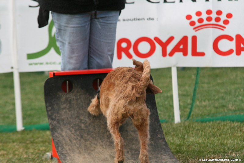 Flyball-NARCASTET-13-03-2010-00244