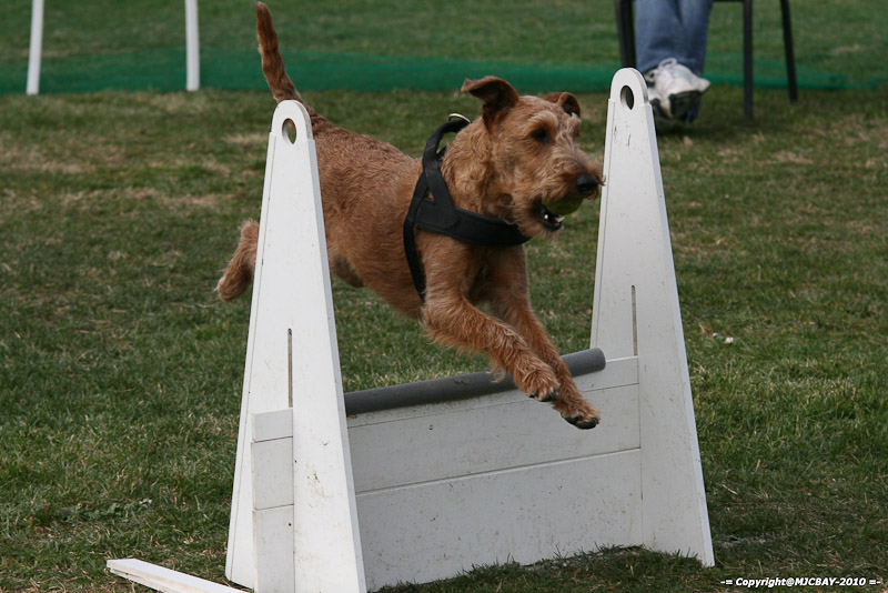 Flyball-NARCASTET-13-03-2010-00245
