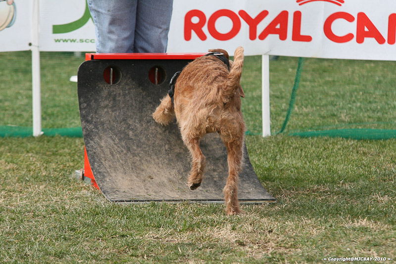 Flyball-NARCASTET-13-03-2010-00247