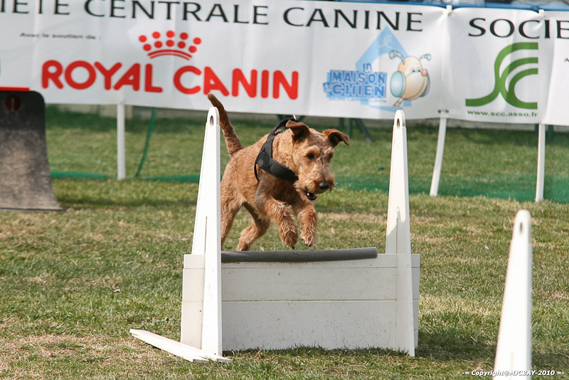 Flyball-NARCASTET-13-03-2010-00250