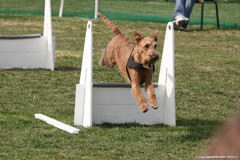 Flyball-NARCASTET-13-03-2010-00251