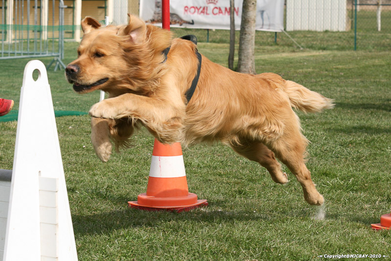Flyball-NARCASTET-13-03-2010-00254