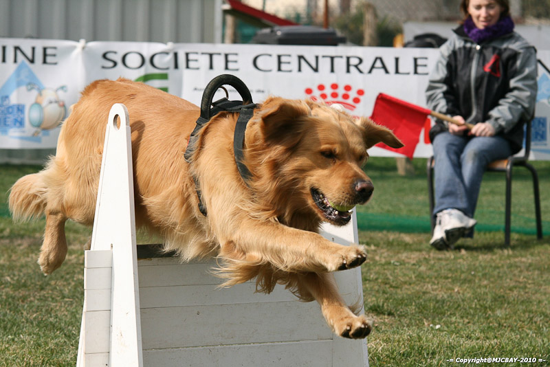 Flyball-NARCASTET-13-03-2010-00257