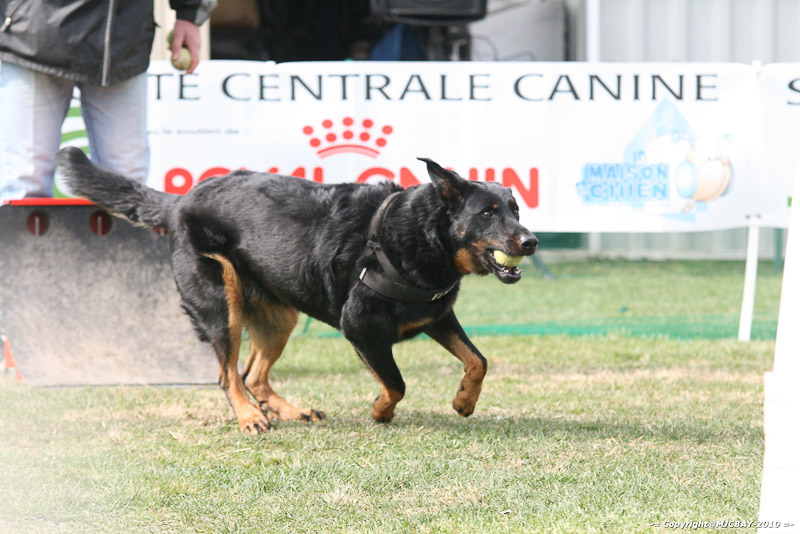 Flyball-NARCASTET-13-03-2010-00259