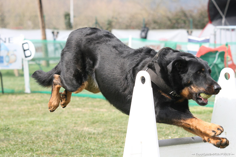 Flyball-NARCASTET-13-03-2010-00261