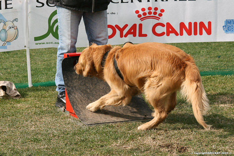 Flyball-NARCASTET-13-03-2010-00262
