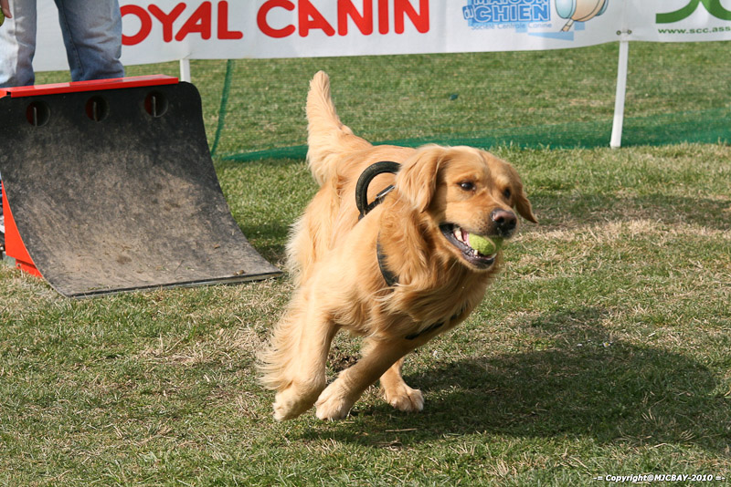 Flyball-NARCASTET-13-03-2010-00263