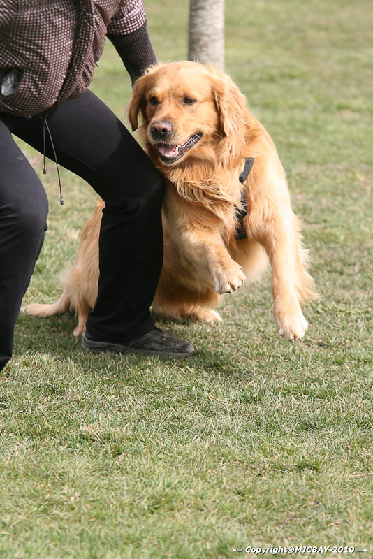 Flyball-NARCASTET-13-03-2010-00264