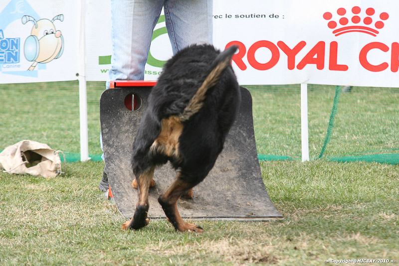 Flyball-NARCASTET-13-03-2010-00266