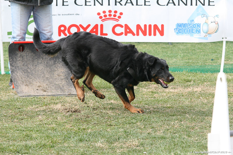 Flyball-NARCASTET-13-03-2010-00267