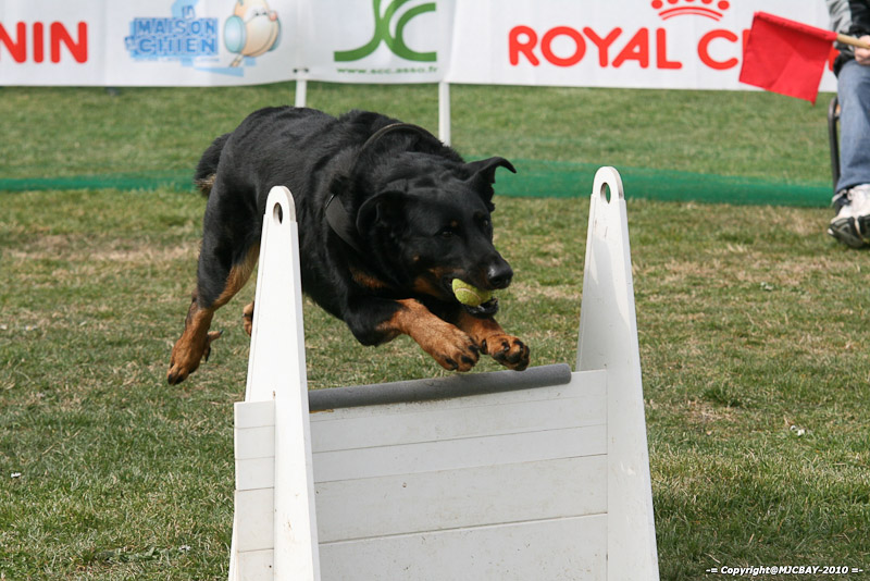 Flyball-NARCASTET-13-03-2010-00268